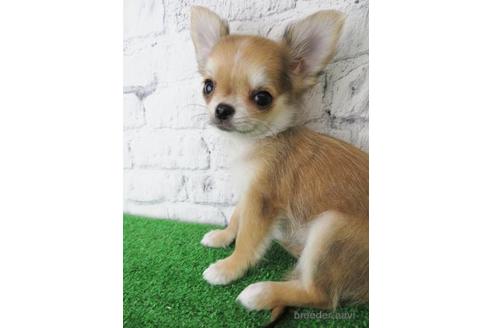 成約済の大阪府のチワワ(ロングコート)-144149の4枚目