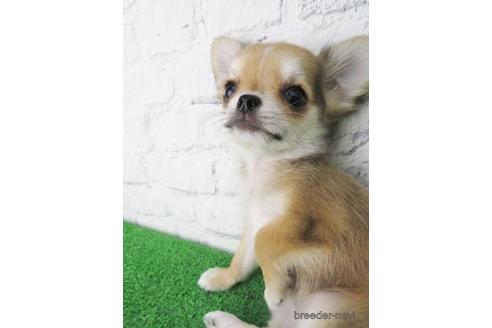 成約済の大阪府のチワワ(ロングコート)-144149の3枚目