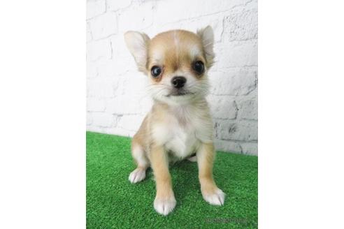 成約済の大阪府のチワワ(ロングコート)-144149の2枚目