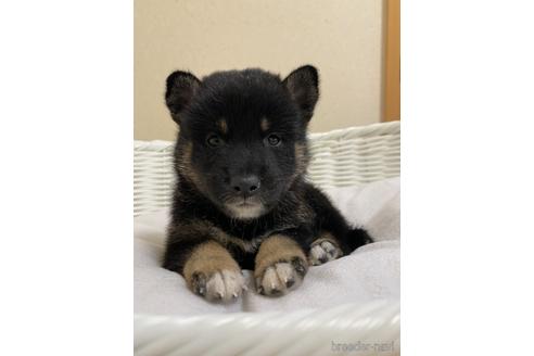 成約済の兵庫県の豆柴-144157の1枚目
