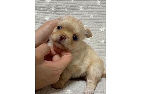 成約済の埼玉県のチワワ(ロングコート)-144168の26枚目