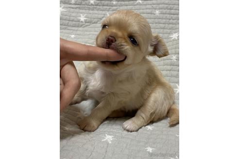 成約済の埼玉県のチワワ(ロングコート)-144168の25枚目