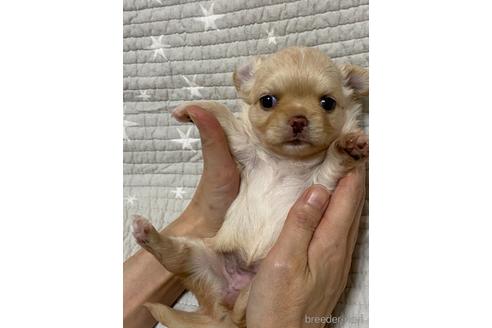 成約済の埼玉県のチワワ(ロングコート)-144168の24枚目