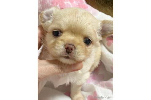 成約済の埼玉県のチワワ(ロングコート)-144168の22枚目