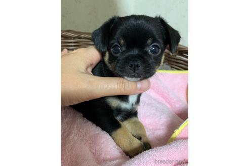 子犬