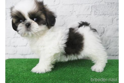 成約済の大阪府のシーズー-144200