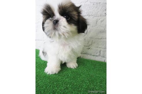 成約済の大阪府のシーズー-144200の5枚目