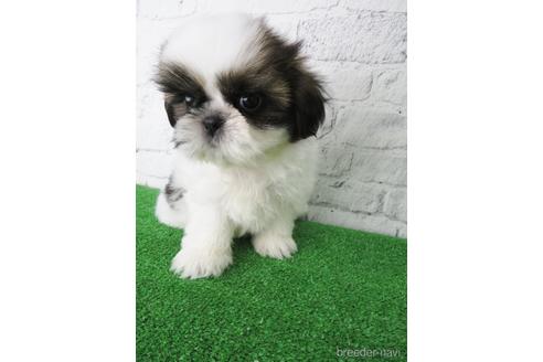 成約済の大阪府のシーズー-144200の4枚目