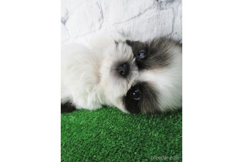 成約済の大阪府のシーズー-144200の3枚目