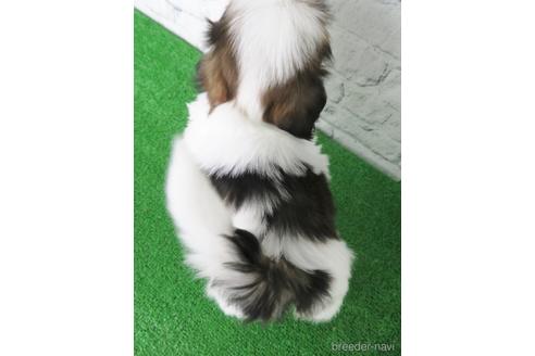 成約済の大阪府のシーズー-144200の2枚目