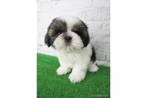 成約済の大阪府のシーズー-144201