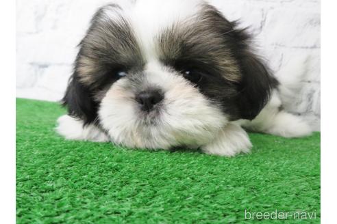 成約済の大阪府のシーズー-144201の5枚目