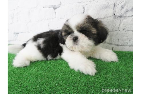 成約済の大阪府のシーズー-144201の4枚目