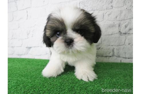 成約済の大阪府のシーズー-144201の3枚目