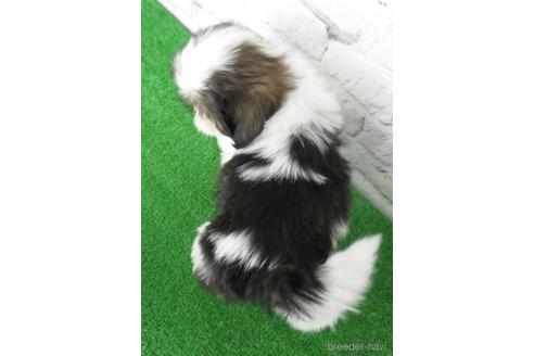 成約済の大阪府のシーズー-144201の2枚目