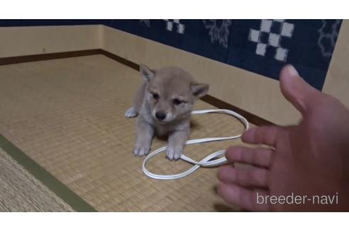 成約済の佐賀県の豆柴-144206の1枚目
