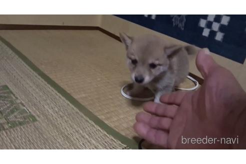 成約済の佐賀県の豆柴-144206の2枚目