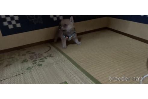 成約済の佐賀県の豆柴-144210の2枚目