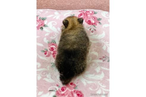 成約済の香川県のポメラニアン-141763の2枚目