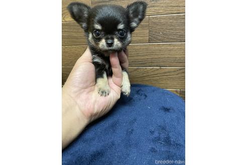 成約済の埼玉県のチワワ(ロングコート)-142137