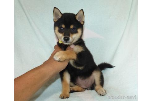 成約済の静岡県の豆柴-144233の1枚目