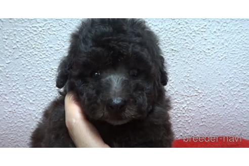 成約済の大阪府のタイニープードル-144235