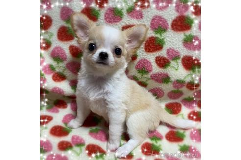 成約済の福岡県のチワワ(ロングコート)-144254