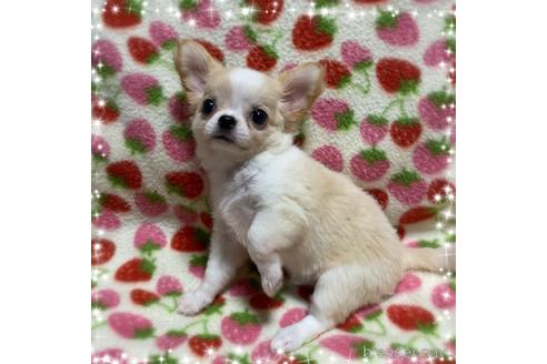 成約済の福岡県のチワワ(ロングコート)-144254の3枚目