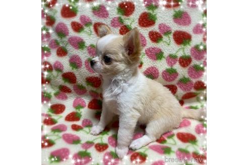 成約済の福岡県のチワワ(ロングコート)-144254の2枚目