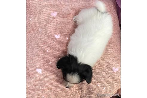 成約済の三重県のパピヨン-144265の2枚目