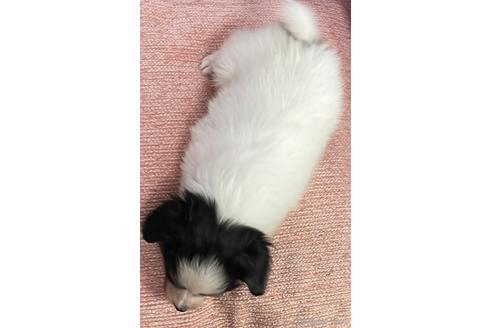 成約済の三重県のパピヨン-144268の2枚目