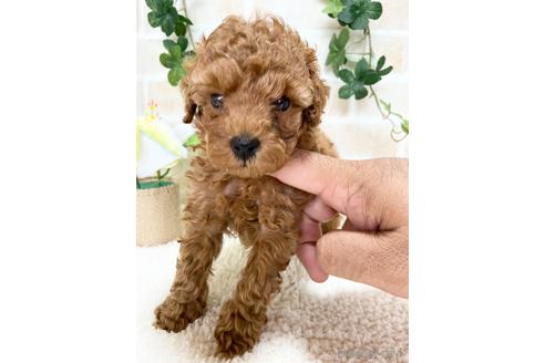 成約済の静岡県のトイプードル-144287の2枚目