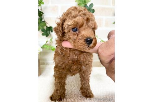 成約済の静岡県のトイプードル-144287