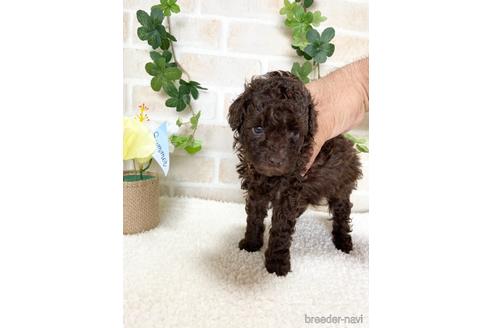 成約済の静岡県のトイプードル-144288の2枚目