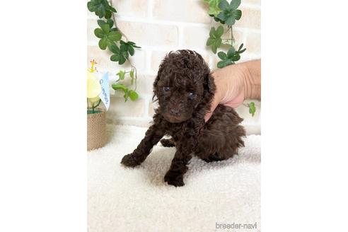 成約済の静岡県のトイプードル-144288