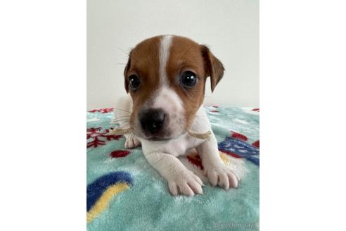タン ホワイト 茶白 のジャックラッセルテリアの子犬を探す ブリーダーナビ