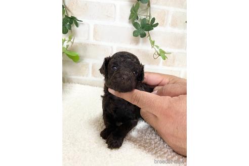 成約済の静岡県のタイニープードル-144303の1枚目