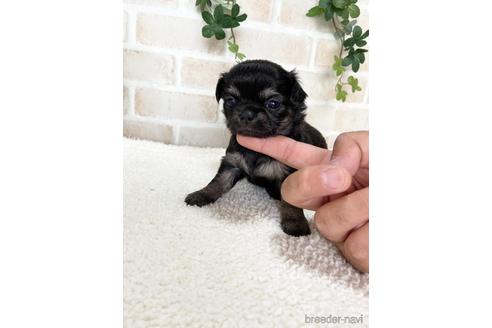 成約済の静岡県のチワワ(ロングコート)-144304の4枚目