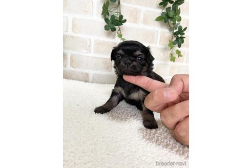 成約済の静岡県のチワワ(ロングコート)-144304の5枚目