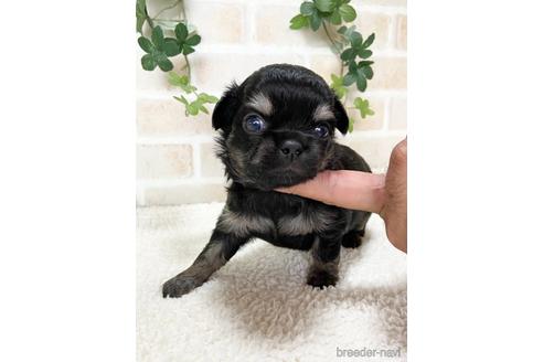 成約済の静岡県のチワワ(ロングコート)-144305の1枚目