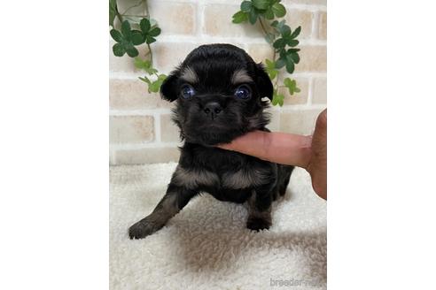 成約済の静岡県のチワワ(ロングコート)-144305の2枚目