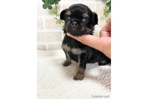 成約済の静岡県のチワワ(ロングコート)-144306の1枚目