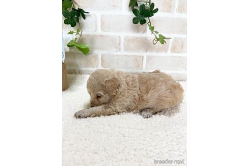 成約済の静岡県のタイニープードル-144307の5枚目