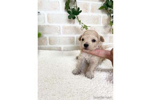 成約済の静岡県のタイニープードル-144307の6枚目