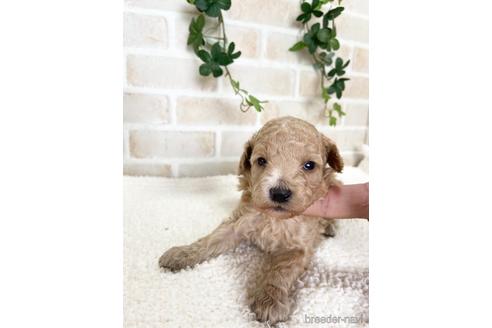 成約済の静岡県のトイプードル-144308の1枚目