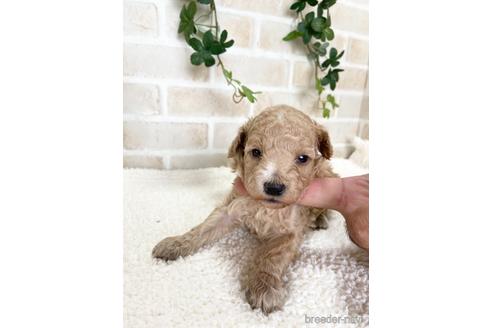 成約済の静岡県のトイプードル-144308の3枚目