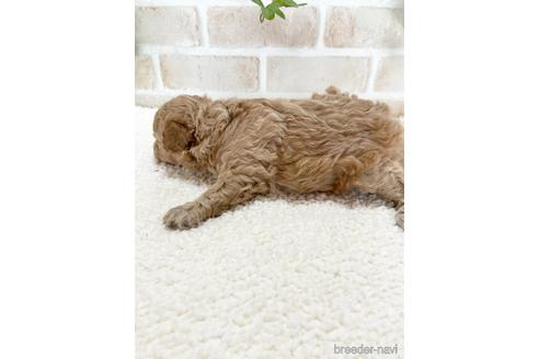 成約済の静岡県のトイプードル-144308の2枚目