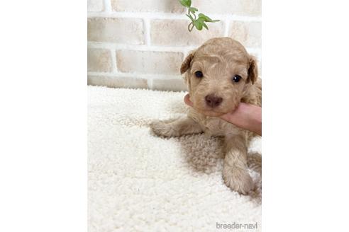 成約済の静岡県のトイプードル-144309の1枚目