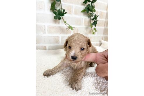 成約済の静岡県のトイプードル-144309の2枚目