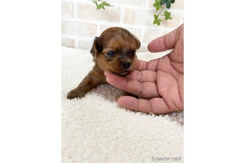 成約済の静岡県のチワプー:チワワ×トイプードル-144310の2枚目